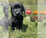 Small #1 Labrador Retriever