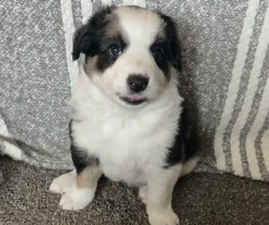 Border Collie Puppy for sale in AMHERST, OH, USA
