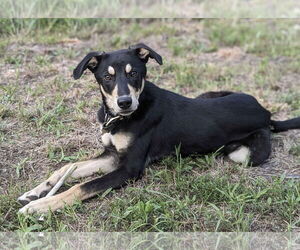 Huskies -Unknown Mix Dogs for adoption in Fort Worth, TX, USA