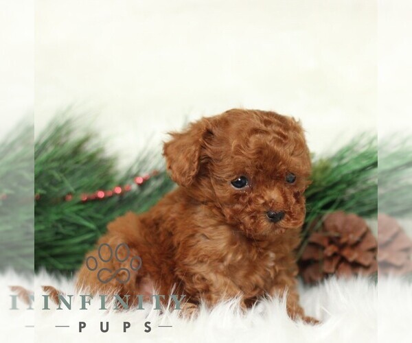 Medium Photo #3 Poodle (Toy) Puppy For Sale in CHRISTIANA, PA, USA