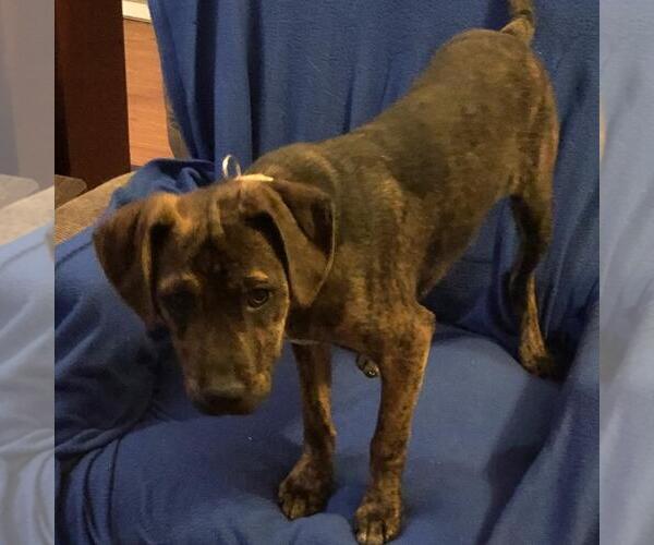 Medium Photo #7 Labrador Retriever-Unknown Mix Puppy For Sale in Yardley, PA, USA