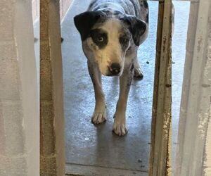 Catahoula Leopard Dog-Unknown Mix Dogs for adoption in Las Vegas, NM, USA