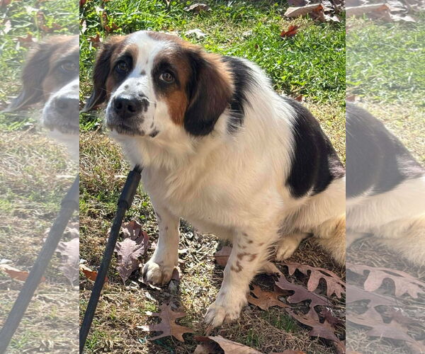 Medium Photo #4 Beagle-Unknown Mix Puppy For Sale in Rustburg, VA, USA