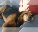 Small Photo #1 Black and Tan Coonhound Puppy For Sale in AURORA, CO, USA