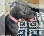 Small #9 American Pit Bull Terrier Mix