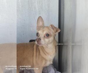 Chihuahua-Unknown Mix Dogs for adoption in San Antonio, TX, USA