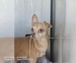 Small Chihuahua Mix