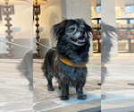 Small #2 Pekingese Mix
