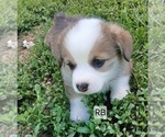 Puppy Hank Royal Blue Pembroke Welsh Corgi