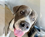 Small #1 American Pit Bull Terrier
