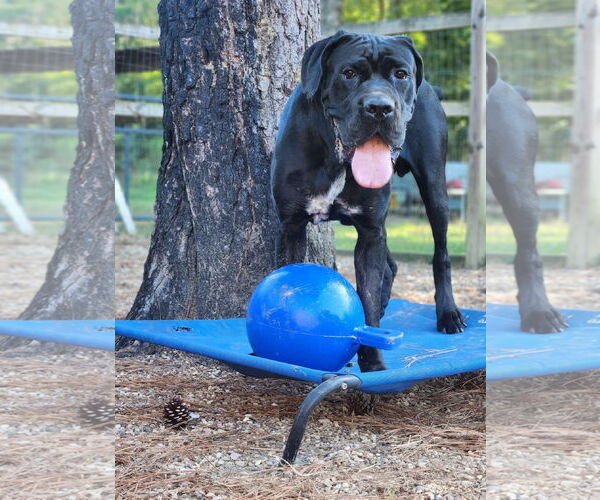 Medium Photo #7 Mastiff Puppy For Sale in Shreveport, LA, USA