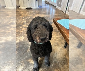 Mother of the Goldendoodle-Poodle (Standard) Mix puppies born on 05/10/2025