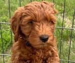 Small #2 Goldendoodle (Miniature)