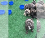 Small #2 American Bully