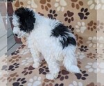 Small Photo #16 Poodle (Miniature) Puppy For Sale in DUNNVILLE, KY, USA