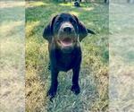 Small Black and Tan Coonhound Mix