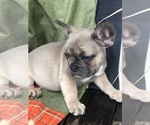 Small Photo #1 French Bulldog Puppy For Sale in PARAGOULD, AR, USA