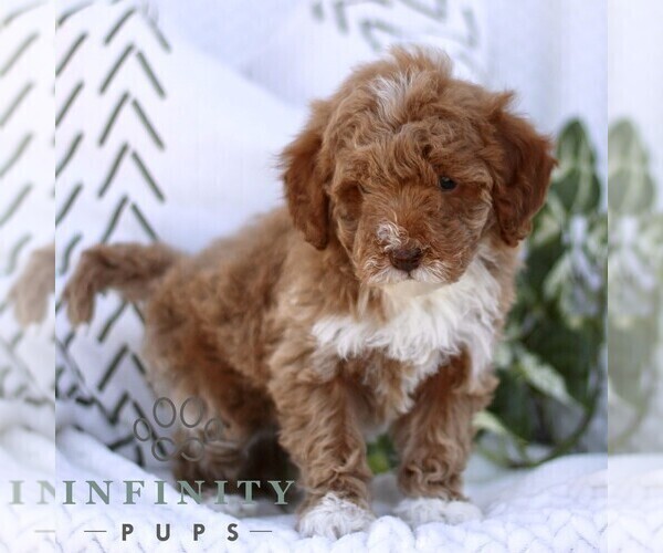 Medium Photo #3 Cavapoo (Miniature) Puppy For Sale in ELIZABETHTOWN, PA, USA