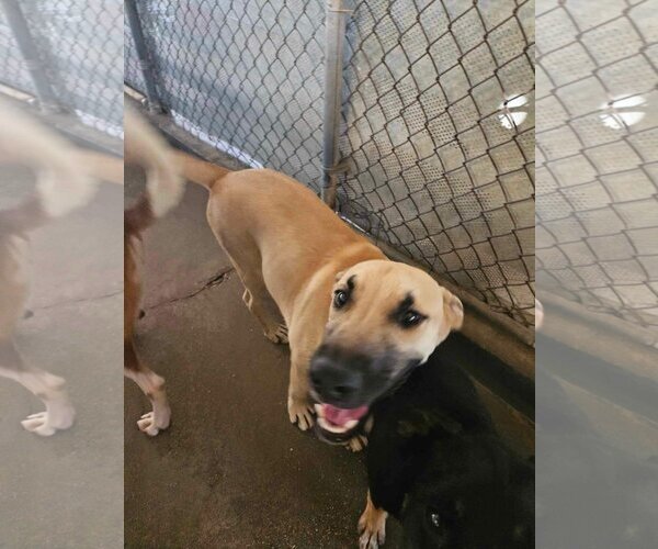 Medium Photo #1 Mutt Puppy For Sale in El Centro, CA, USA