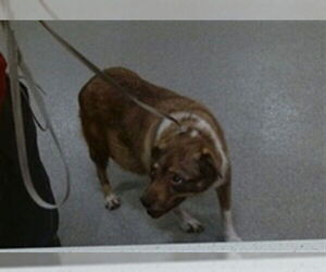 Australian Shepherd Dogs for adoption in Louisville, KY, USA