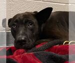 Small #2 American Staffordshire Terrier Mix