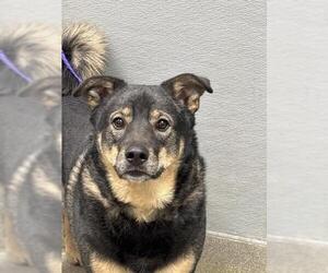 German Shepherd Dog-Unknown Mix Dogs for adoption in Las Vegas, NV, USA