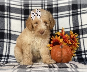 Double Doodle Puppy for sale in CEDAR LANE, PA, USA