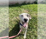 Small #2 American Pit Bull Terrier Mix