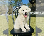 Small Photo #5 Great Pyrenees Puppy For Sale in OCALA, FL, USA