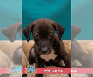Collie-Unknown Mix Dogs for adoption in Mobile, AL, USA