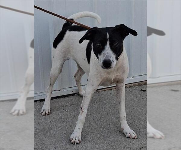 Medium Photo #1 Rat Terrier Puppy For Sale in Ames, IA, USA