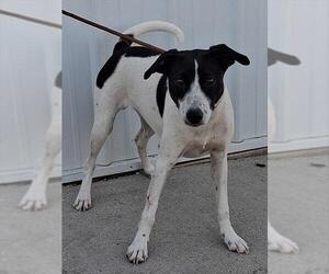 Rat Terrier Dogs for adoption in Ames, IA, USA