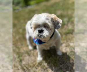 Shih Tzu-Unknown Mix Dogs for adoption in Crystal , MN, USA