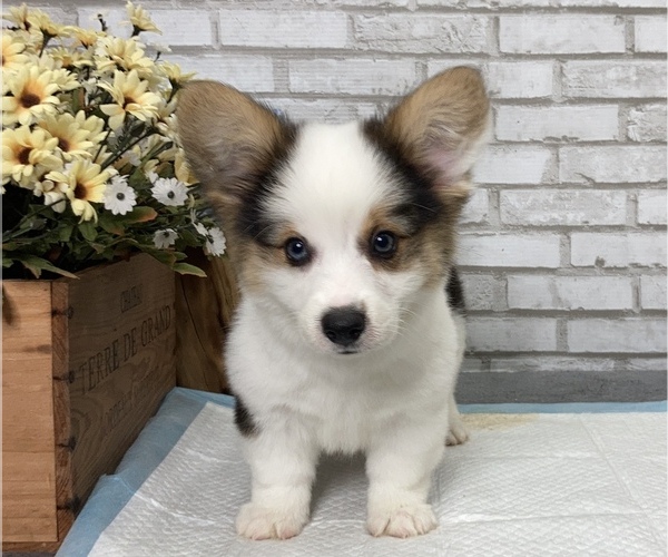 Medium Photo #2 Pembroke Welsh Corgi Puppy For Sale in SAN FRANCISCO, CA, USA