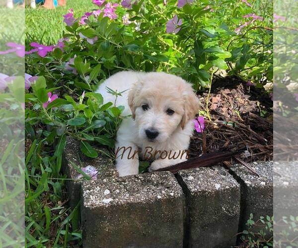 Medium Photo #2 Goldendoodle Puppy For Sale in PALM BAY, FL, USA