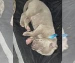 Puppy Puppy 8 Weimaraner
