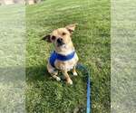 Small #2 Chihuahua Mix