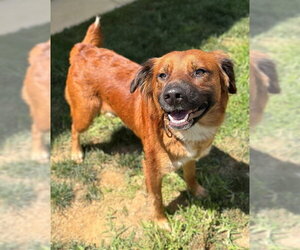 Australian Shepherd-Chow Chow Mix Dogs for adoption in Waterford, VA, USA