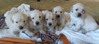 Small Photo #2 Golden Retriever Puppy For Sale in CANTRIL, IA, USA
