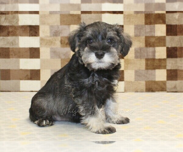 Medium Photo #4 Schnauzer (Miniature) Puppy For Sale in DENVER, PA, USA
