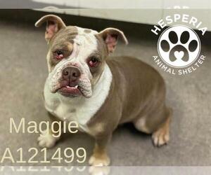Bulldog Dogs for adoption in HESPERIA, CA, USA