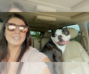 Mother of the Boston Terrier puppies born on 09/07/2025