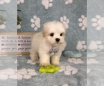 Small #1 Mal-Shi