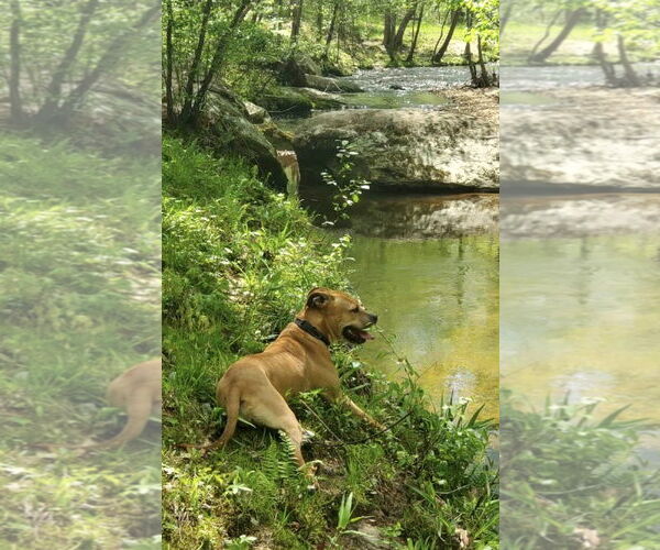 Medium Photo #8 American Pit Bull Terrier-Unknown Mix Puppy For Sale in Spotsylvania, VA, USA