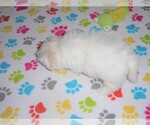 Small Photo #4 Maltese Puppy For Sale in ORO VALLEY, AZ, USA