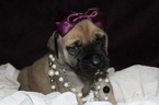 Small Photo #1 Mastiff Puppy For Sale in BARTOW, FL, USA