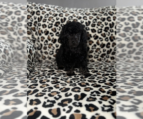 Medium Photo #3 Poodle (Toy) Puppy For Sale in DETROIT, MI, USA