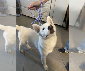 German Shepherd Dog-Siberian Husky Mix Dogs for adoption in Rancho Cucamonga, CA, USA