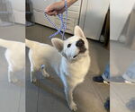 Small German Shepherd Dog-Siberian Husky Mix