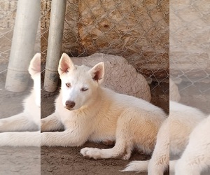 Siberian Husky Puppy for sale in PALMDALE, CA, USA